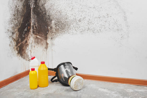 Best Professional Mold Removal  in Harlem, FL