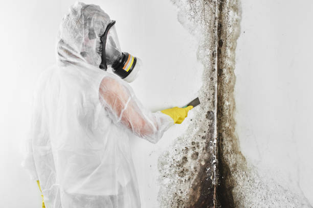 Best Residential Mold Removal  in Harlem, FL