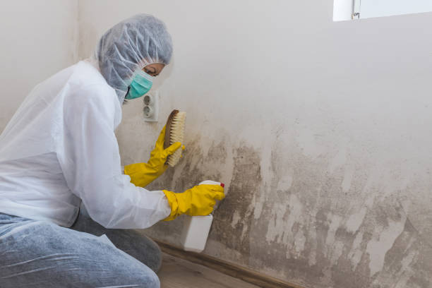 Best Local Mold Removal Service  in Harlem, FL