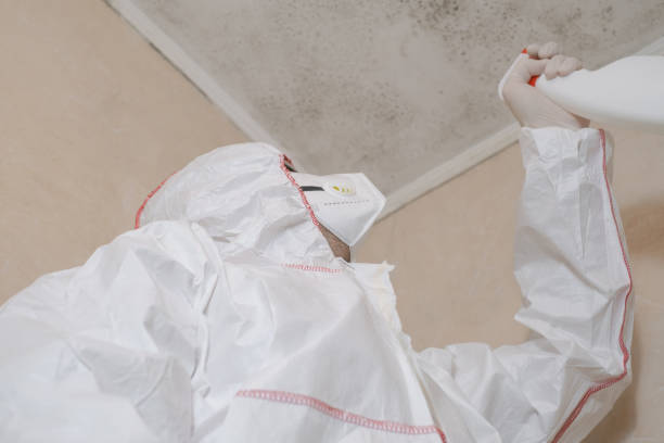 Best Toxic Mold Removal  in Harlem, FL