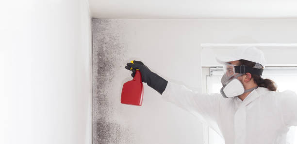 Best Mold Removal Near Me  in Harlem, FL