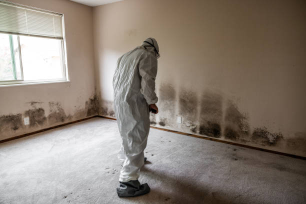 Best Commercial Mold Removal  in Harlem, FL