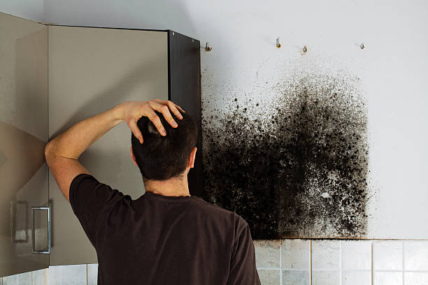 Best Emergency Mold Removal  in Harlem, FL