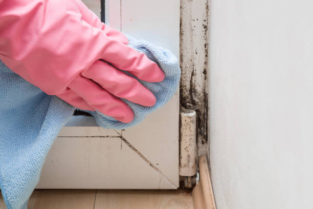 Best Mold Inspection  in Harlem, FL