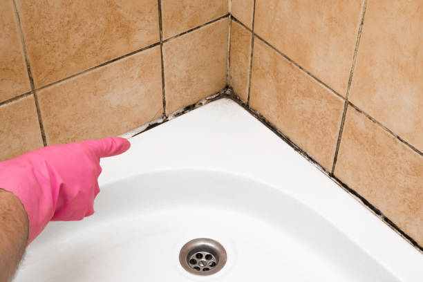 Certified Mold Removal in Harlem, FL